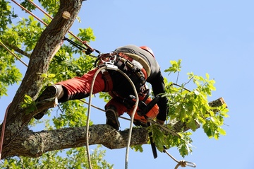 abattage d'arbre Villefranche-sur-Saône